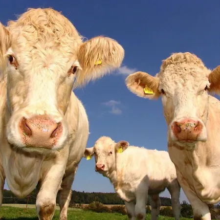 Appartement In Willingen-neerdar *