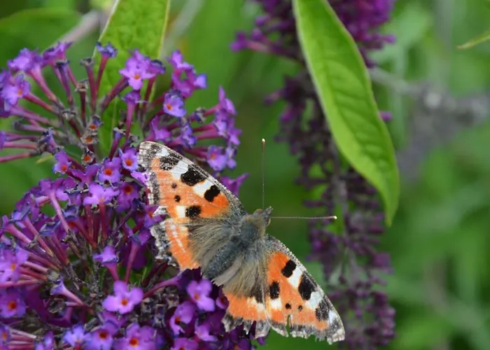 In Willingen-neerdar *